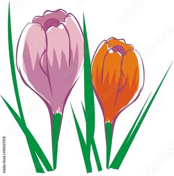 Obraz Крокусы