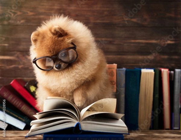 Obraz Sprytny pomeranian dog z książką. Pies osłonięty kocem z książką. Poważny pies w okularach. Pies w bibliotece