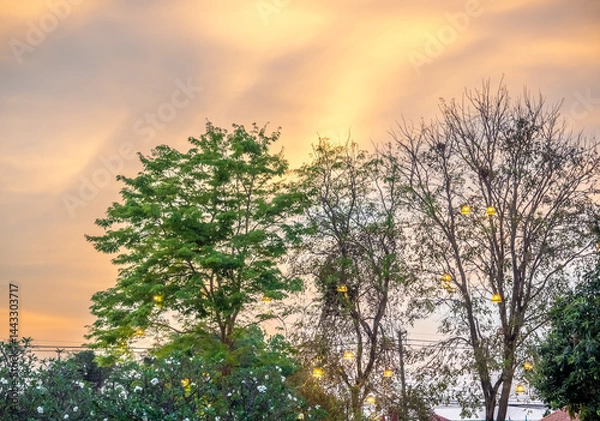 Fototapeta Green tree in park with evening sky for background