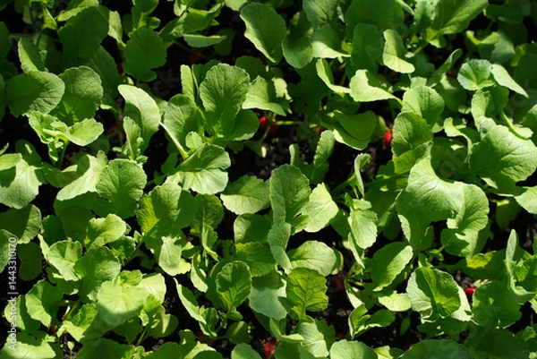 Fototapeta Red radish on field. Top view.