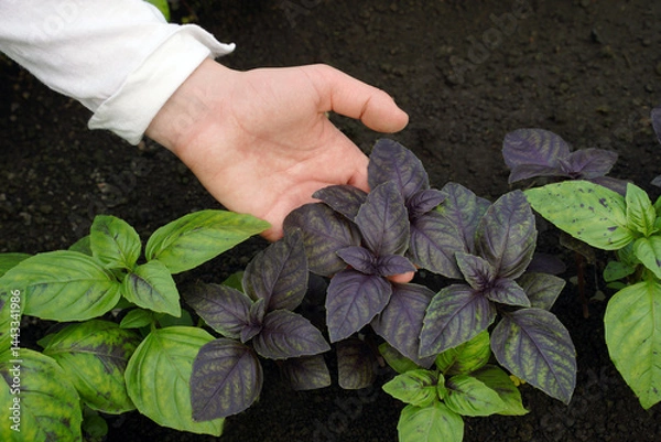 Fototapeta Farmer growing purple and green basil in his own litttle farm and caring about plants. Ocimum basilicum seedlings in a greenhouse. Basil in female hand.