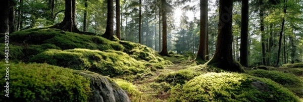 Obraz Lush forest floor blanketed in moss, sunbeams filtering through trees