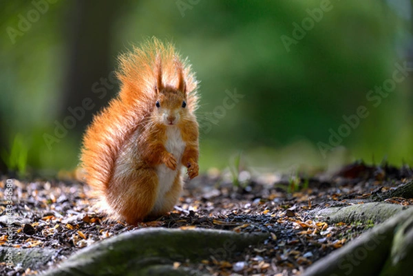 Fototapeta Adorable Squirrel Foraging in a Tranquil Forest.