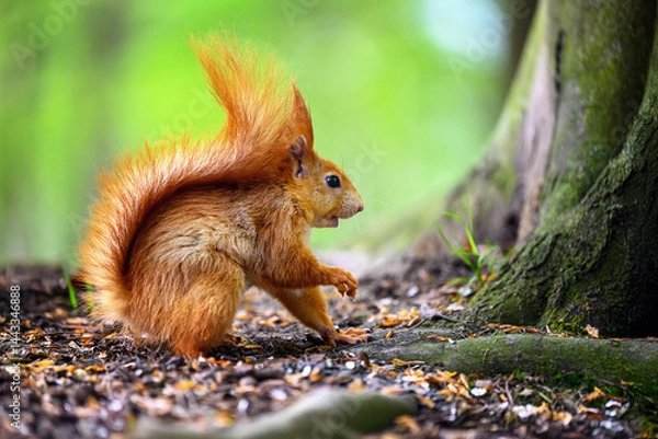 Fototapeta Adorable Squirrel Foraging in a Tranquil Forest.