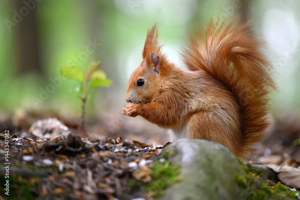 Fototapeta Adorable Squirrel Foraging in a Tranquil Forest.