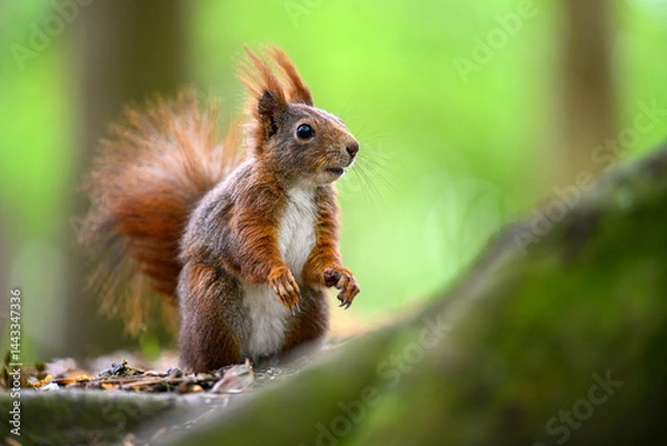 Fototapeta Adorable Squirrel Foraging in a Tranquil Forest.