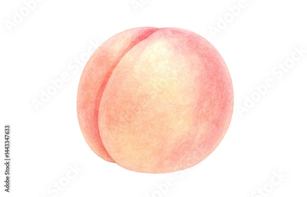 Fototapeta 桃 イラスト 水彩 白桃