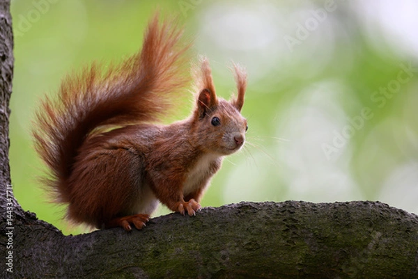 Fototapeta Adorable Squirrel Foraging in a Tranquil Forest.