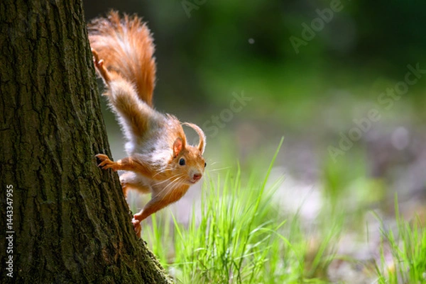 Fototapeta Adorable Squirrel Foraging in a Tranquil Forest.