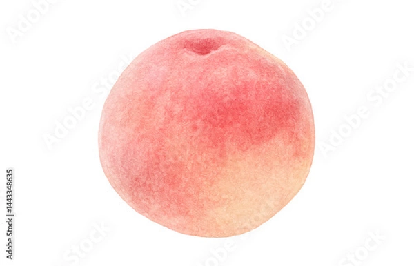 Fototapeta 桃 イラスト 水彩 白桃