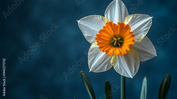 Obraz Stunning close-up of a daffodil against a deep blue background showcasing its vibrant colors and textures