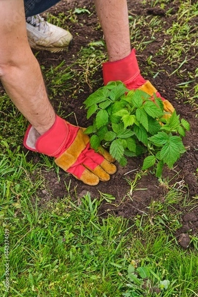Fototapeta Planting remontant raspberry seedlings in a permanent place in the garden by dividing the bush in spring. Gardening, garden plot, farming.