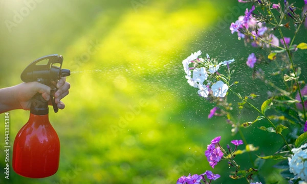 Obraz A person uses a garden sprayer to water plants.Spray the flowers in the garden.