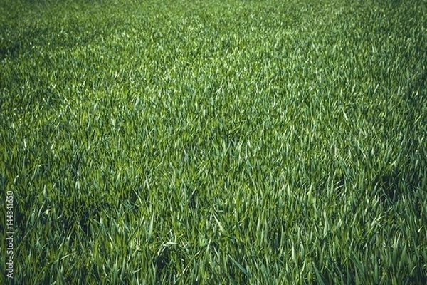 Fototapeta Green wheat field moved by spring wind. Scenic view.