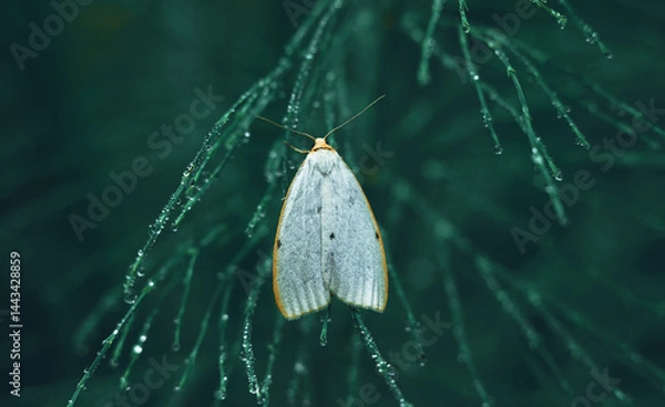 Obraz The Lichen butterfly is common with gray wings and orange edges.A moth on the wet grass in the field.