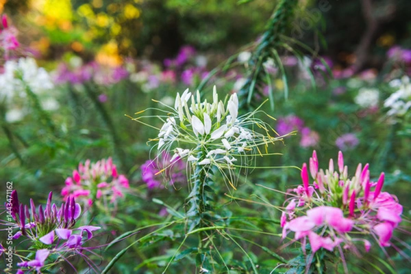 Obraz Spiny spiderflower | Cleome spinosa