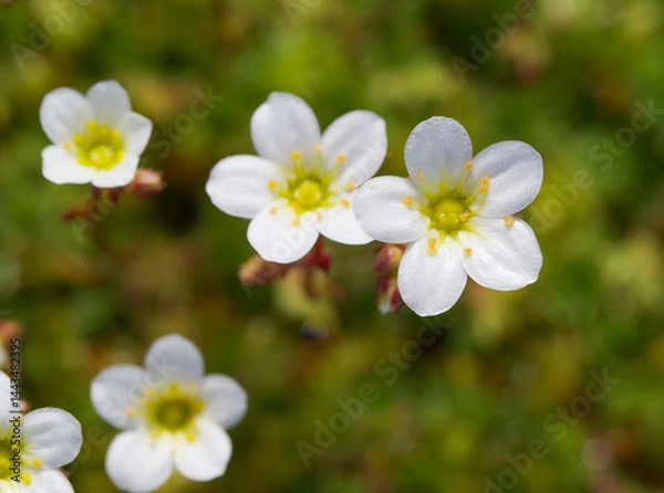 Fototapeta Beautiful close-up of saxifraga hypnoides