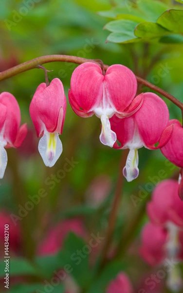 Fototapeta Beautiful close-up of a lamprocapnos spectabilis flower