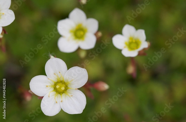 Fototapeta Beautiful close-up of saxifraga hypnoides