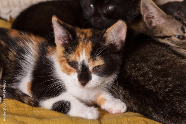 Fototapeta Kittens of different colors sleeping on a blanket in the room.