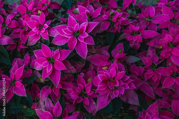 Obraz Horizontal bed of Poinsettia | Euphorbia pulcherrima