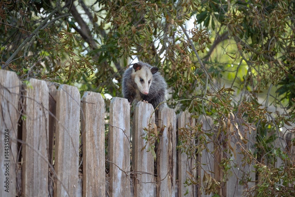 Fototapeta Though normally a nocturnal animal, this possum crosses a wooden fence during the day.