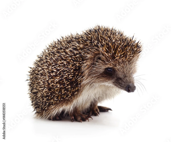 Obraz One hedgehog isolated.