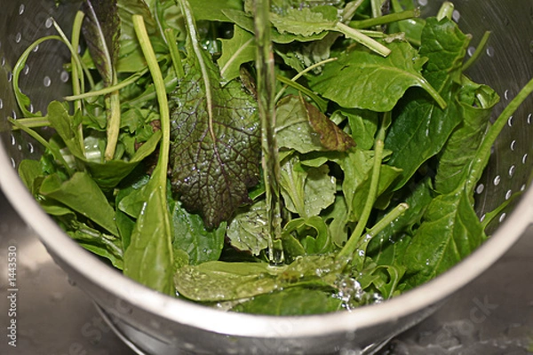Fototapeta colander of salad greens