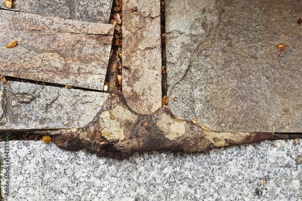 Fototapeta A tree root is visibly pushing through a stone pavement, creating an uneven surface. The setting is an urban area with scattered leaves around, indicating a recent change in weather