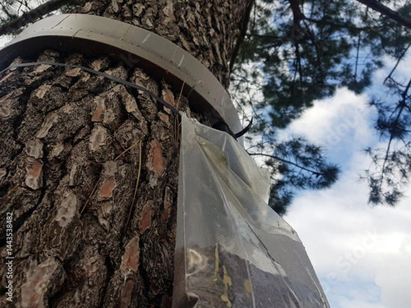 Fototapeta Close-up of a caterpillar trap installed around a tree trunk, used for natural pest control and protection of forest ecosystems. An eco-friendly method to prevent infestation and support biodiversity.