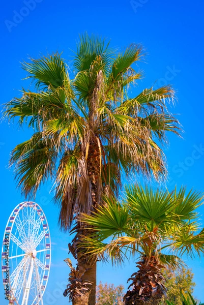 Fototapeta Old pine trees towering over the Ferris wheel (La Ruota Panoramica) on the peninsula of Rimini, Emilia-Romagna, Italy, blending nature and playful seaside charm