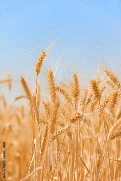 Fototapeta Pole pszenicy