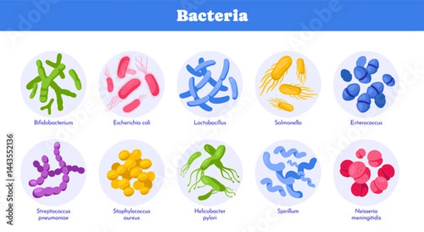 Obraz Set of different types of bacteria. Medical infographic or diagram with pathogenic and beneficial microorganisms or microbes. Human body microbiome. Flat vector illustration