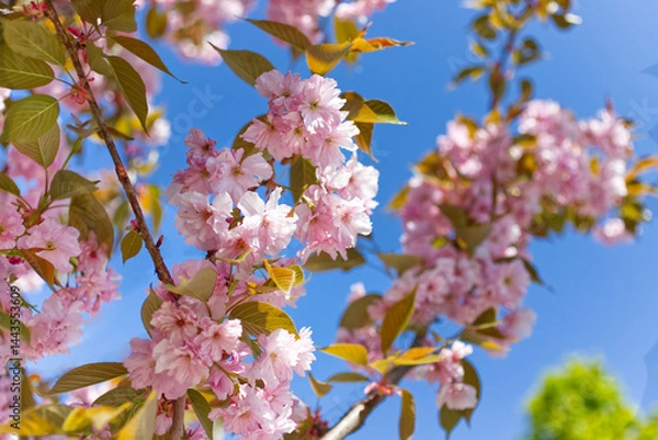 Obraz A rapeseed blossom under a blue sky