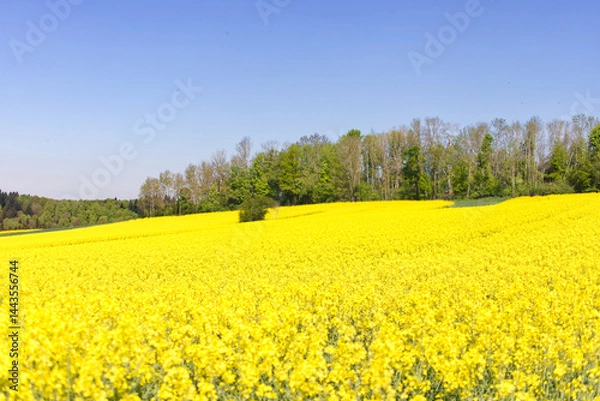 Obraz rapeseed field in spring, a dream in yellow