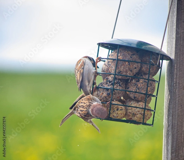 Obraz two sparrows on a bird feeder