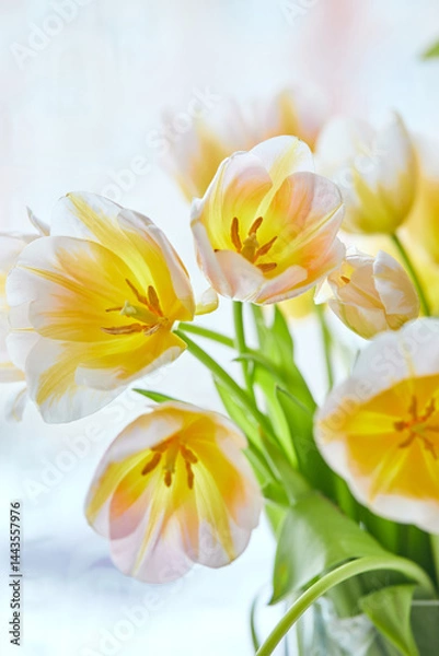 Fototapeta Bouquet of white and yellow tulips in a vase on the window. Delicate flowers for the holiday