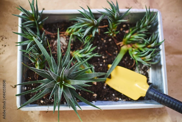 Fototapeta Spring replanting of indoor flowers. Replanting of Haworthiopsis - Haworthia Fasciata or Zebra Aloe plant, separation of new shoots.