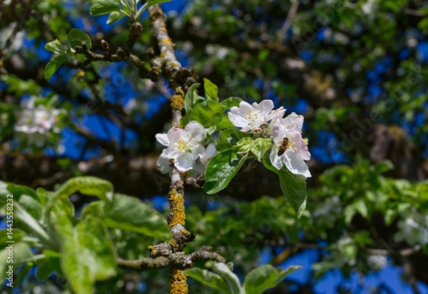 Obraz apple blossom from a very old apple tree