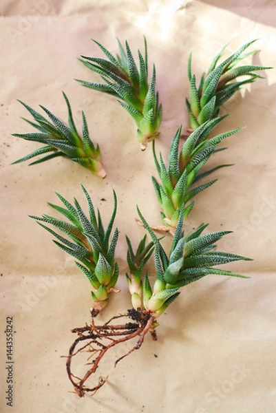 Fototapeta Spring replanting of indoor flowers. Replanting of Haworthiopsis - Haworthia Fasciata or Zebra Aloe plant, separation of new shoots.