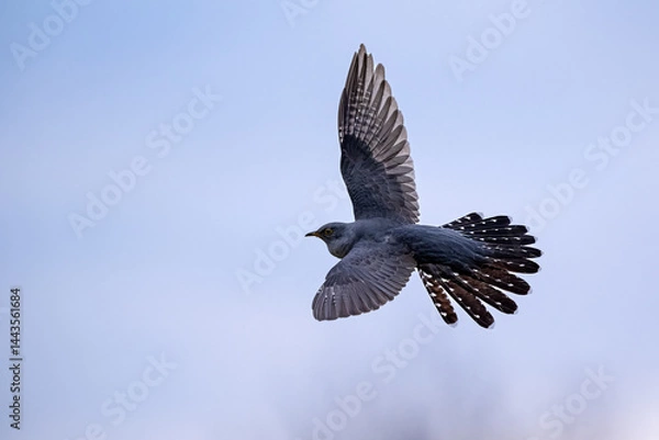 Obraz Common cuckoo in flight in the sky