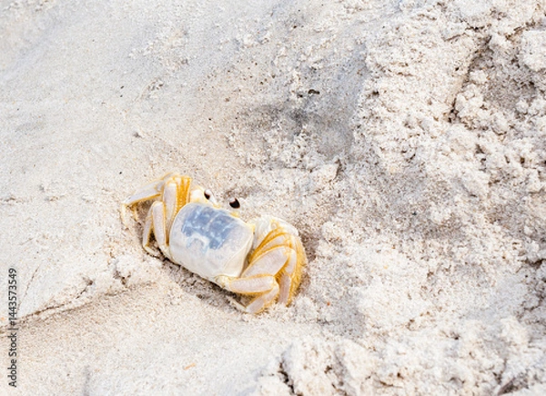 Obraz An Atlantic Ghost Crab at Assateague Island in Maryland