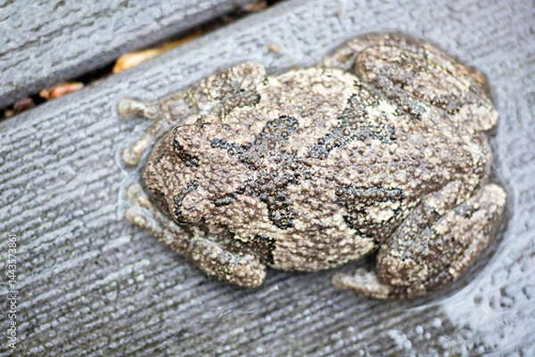 Obraz A Gray Treefrog lying flat on a deck outdoors in the rain
