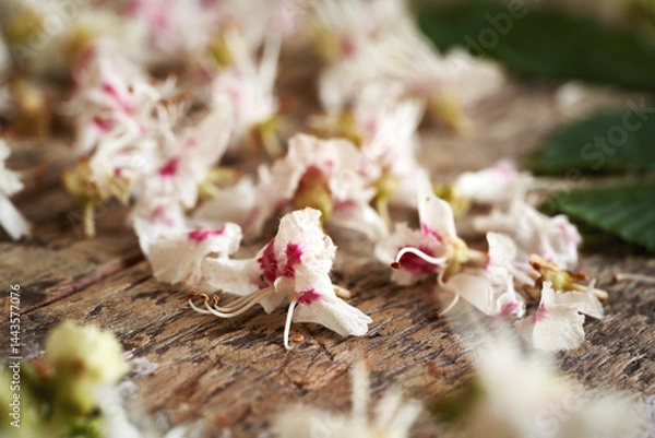 Fototapeta Closeup of fresh horse chestnut blossoms on a table - ingredient for herbal tincture