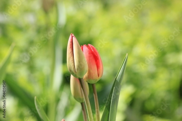 Obraz red tulips on green background
