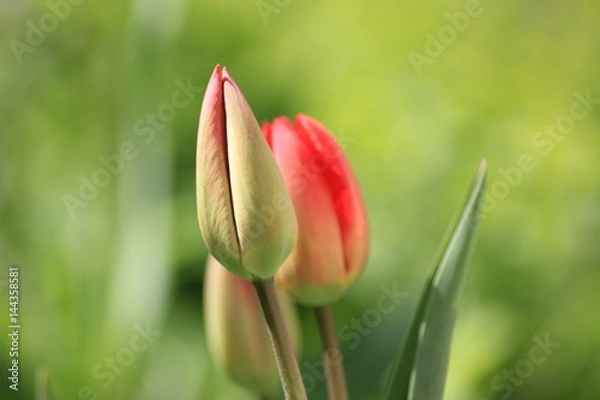 Obraz red tulips on green background
