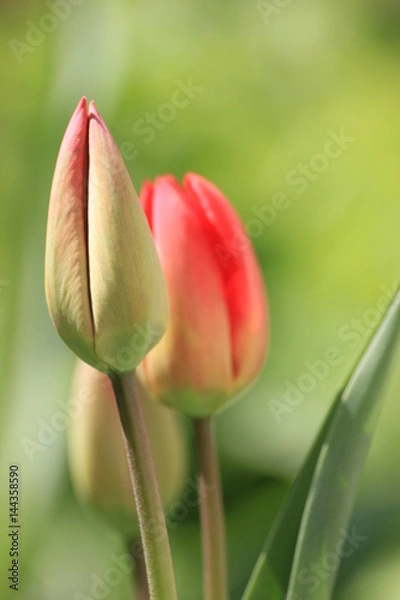 Obraz red tulips on green background