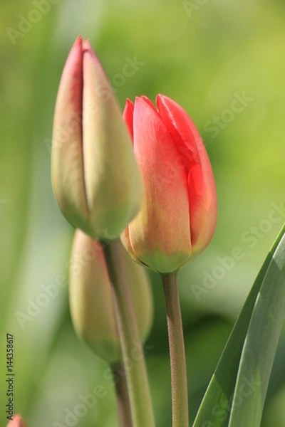 Obraz red tulips on green background
