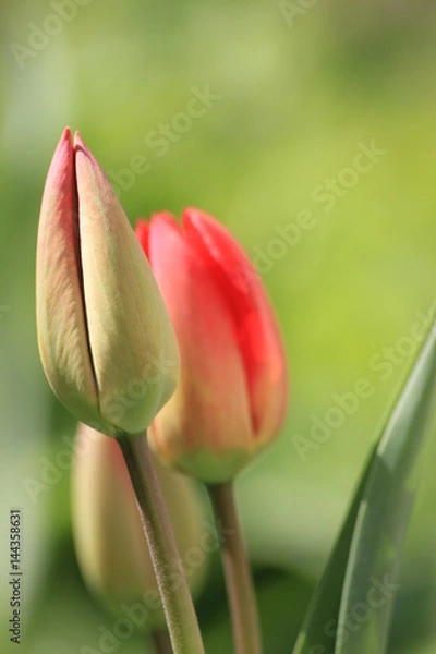 Obraz red tulips on green background