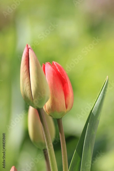 Obraz red tulips on green background